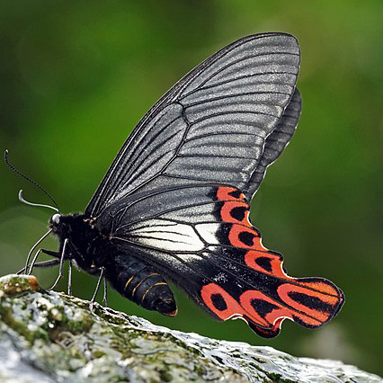 Papilio maraho male ventral view 20160423-2